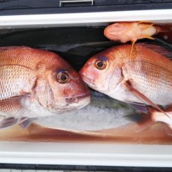 ジギング・鯛ラバ・釣り果